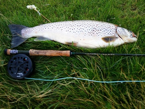 Fed havørred fra Mariager Fjord